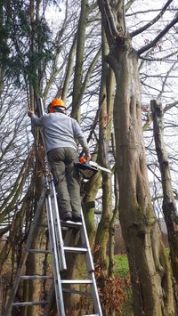 Baum F&auml;llung, Baumrodung Diekholzen, Hildesheim