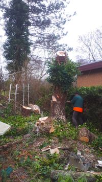 Baum F&auml;llung, Baumrodung Diekholzen, Hildesheim